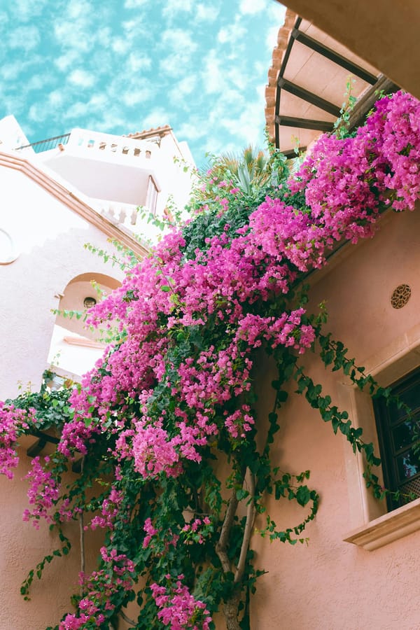 villa with pink flowers