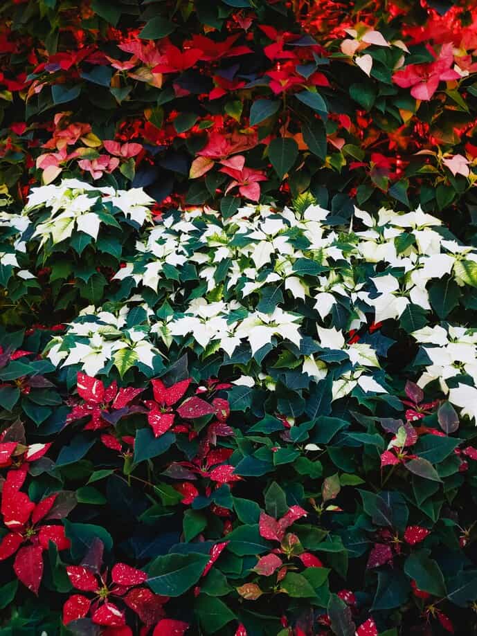 Pretty seasonal flowers.