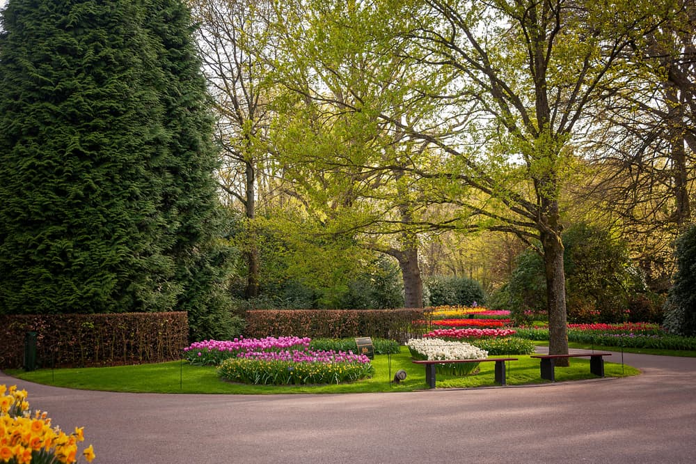 Spring flowers in a landscaped yard.